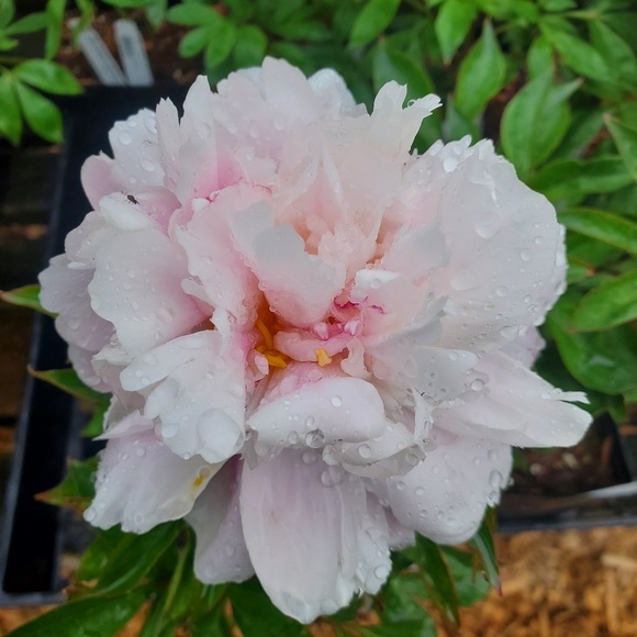 Meet your Posher, K - Picture 1 of 1